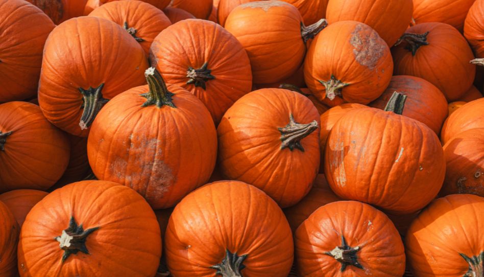 des citrouilles pour halloween
